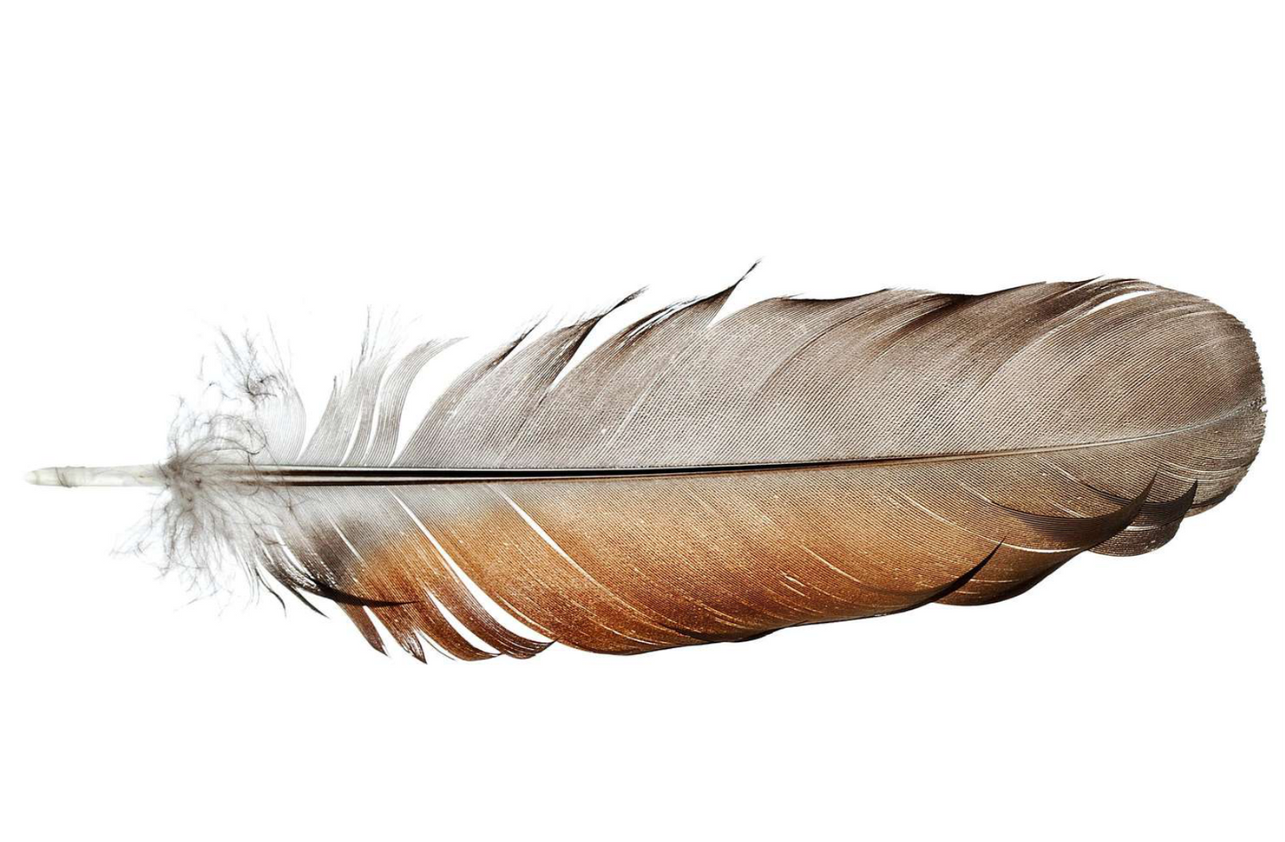 Feathers - large